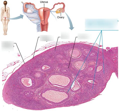 Histology Of Mammalian Ovary Diagram Quizlet