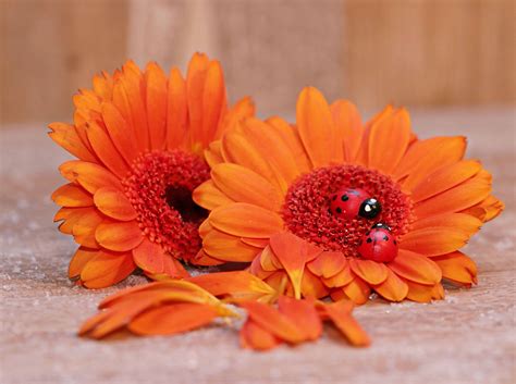 Maybe you would like to learn more about one of these? Gambar Bunga Warna Orange - Gambar Terbaru HD