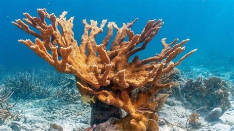 ¿cómo Se Reproduce Un Coral Y Por Qué Es Importante La Verdad Noticias