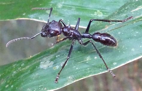10 Tipos De Formigas Características E Fotos