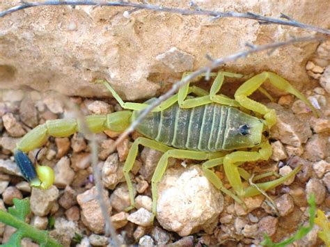 4 Children Stung By Poisonous Scorpions In 2 Days The Times Of Israel