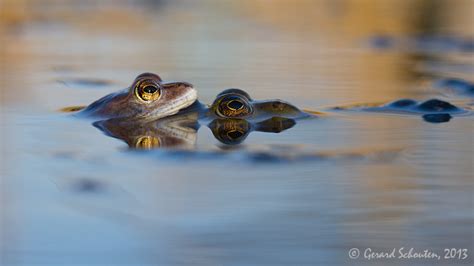 Gerard Schouten Nature Photography Frog Perspective