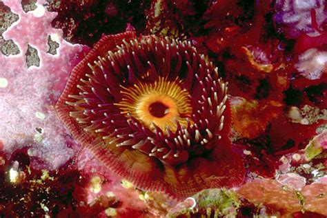 Colder Water Anemone Photos Reef Central Online Community Archives