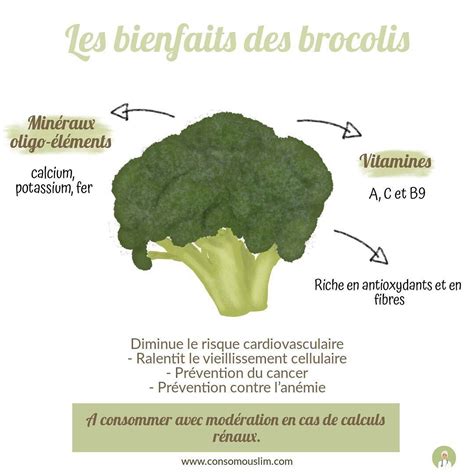 Infographie ⠀⠀⠀⠀⠀⠀⠀⠀⠀ 🥦 Le Brocoli Est De Saison En Ce Mois De Juin