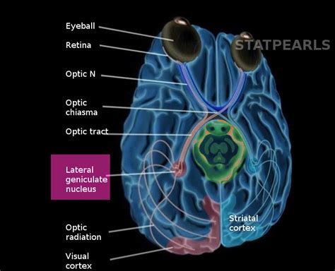 Neuroanatomy Nucleus Lateral Geniculate Statpearls Ncbi Bookshelf