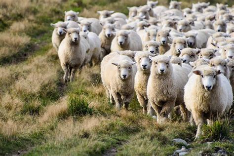 4 Of The Best Sheep Farms To Visit In The Uk So Cosy