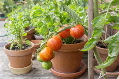 Watering Tomato Plants In Pots Agriculture Goods