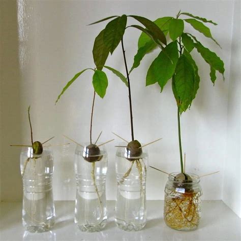 So you need to prune your avocado stem in order to encourage growth. 