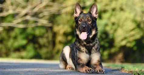 Discovering The Beauty Of Black Sable German Shepherds World Of Dogs