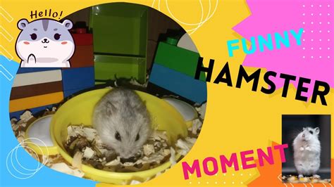 Hamster Maze Lego Duplo Fun Chomik W Duplo Labiryncie Youtube