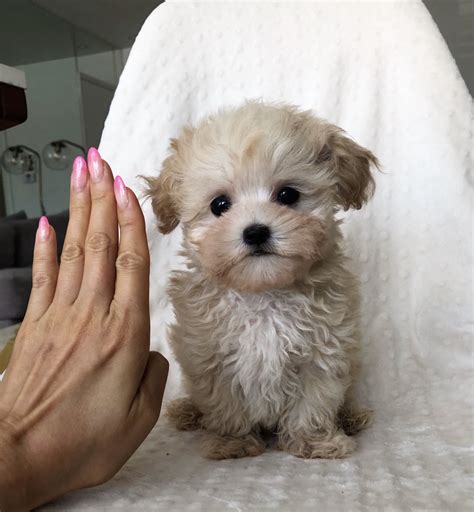 Teacup Maltipoo Puppy Male For Sale Iheartteacups