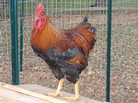 Bekijk hier welk weeknummer deze week heeft. Big Ed The Welsummer Rooster