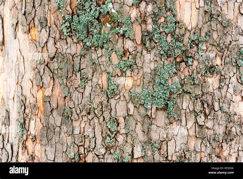 Elm Tree Bark Hi Res Stock Photography And Images Alamy