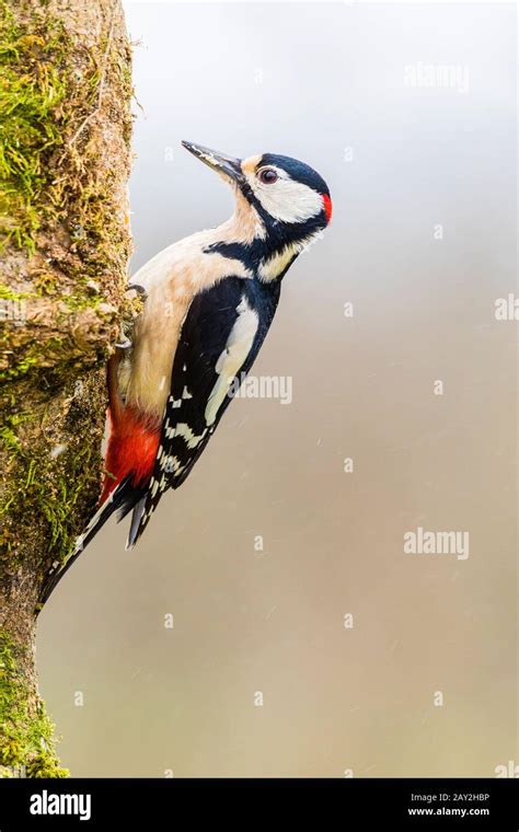 Male Great Spotted Woodpecker Foraging In Mid Wales Stock Photo Alamy