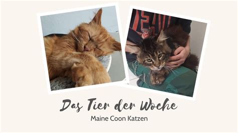 Diese seite ist eine reine vorstellungsseite, die vermittlung der tiere. Www Katzen Suchen Ein Zuhause De