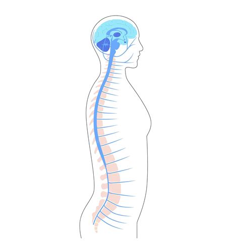 Anatomía De La Médula Espinal Vector Premium