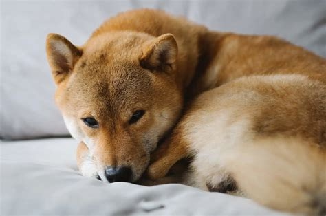 5 Best Shiba Inu Breeders In California