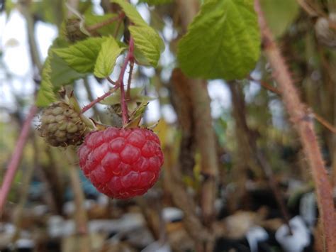 Buy Newburgh Red Raspberry (Conventional), Raspberries (Rubus idaeus ...