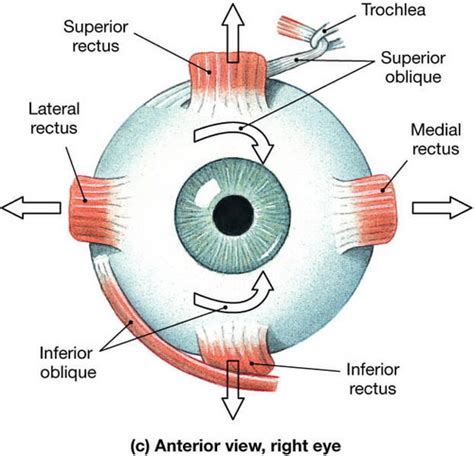 Extraocular Muscles Insertions Origins Actions Innervations