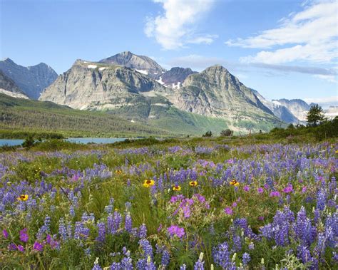 Beautiful Mountain Flowers And Fields Wild Flowers Beautiful Blue