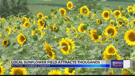Local Sunflower Field Attracts Thousands Youtube