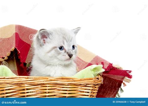 Cute Kitten In A Basket Stock Photo Image Of Container 25966638