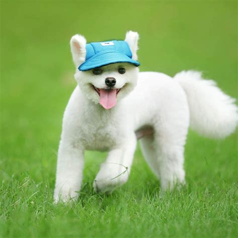 Keep Your Pup Cool This Summer With Baseball Caps Made Just For Dogs