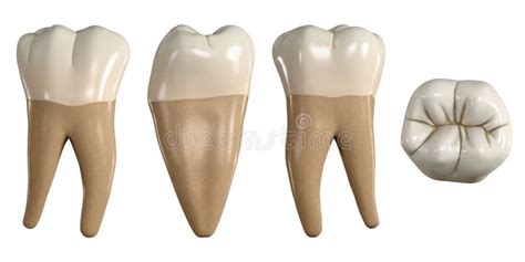 Permanent Lower First Molar Tooth 3d Illustration Of The Anatomy Of