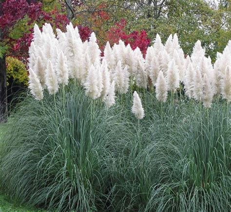 Elegant Ornamental Grasses To Grow In Any Garden Pampas Grass