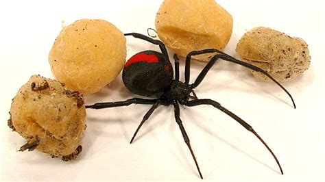 Inside Black Widow Spider Eggs
