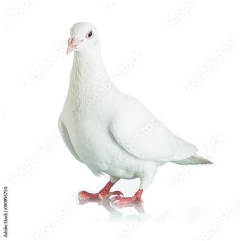 White Dove Isolated On White Background Buy This Stock Photo And