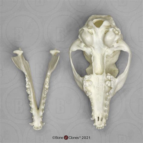 Gray Fox Skull Bone Clones Inc Osteological Reproductions