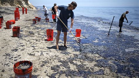 Volunteers Strive To Clean Ca Beaches Save Wildlife After Massive Oil Spill Photo Video — Rt