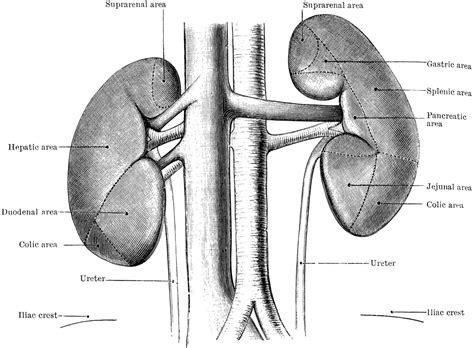 Kidneys From The Front Clipart Etc