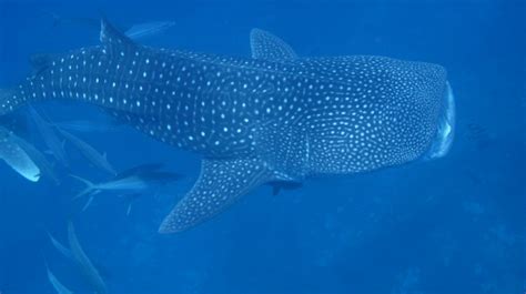 Exploring The Majestic And Mysterious World Of Whale Sharks And Carpet Sharks Balisharks Com