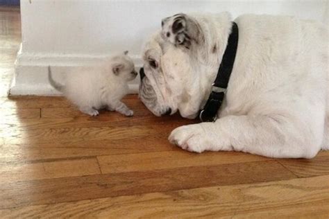 ♥ The wonderful love of a gentle bully ♥ Posted on Baggy Bulldog | Bulldog, English bulldog ...