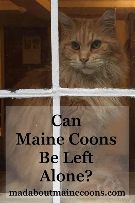 The answer might surprise you. Can Maine Coons Be Left Alone