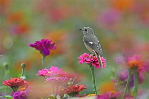 Wallpaper Birds Animals Flowers Nature Butterfly Insect Flower