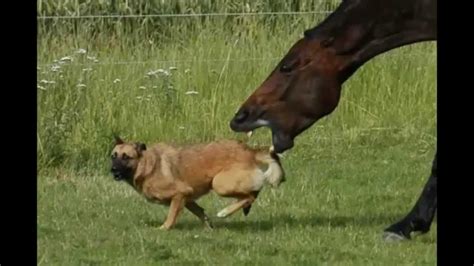 Horse Tries To Bite Dog Youtube