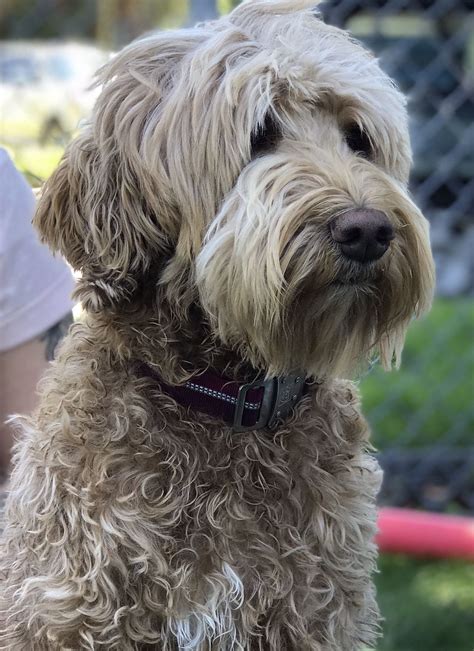 Memory lake labradoodles memory lake labradoodles has 1 upcoming litter. Brickhaven Labradoodles | Australian labradoodle puppies ...
