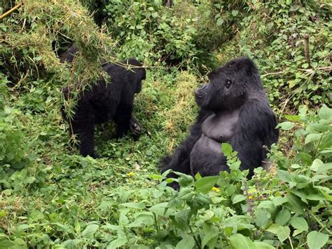 Rwanda Or Uganda Discover The Best Place To See Africas Mountain