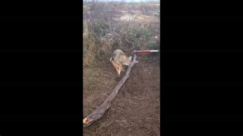 coyote trapping 101 1 youtube