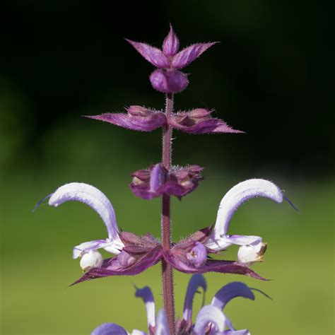 Clary Sage Earthsong Seeds