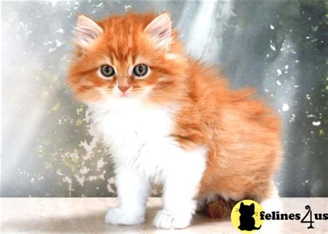 Orange cats for sale ma. Persian Kitten for Sale: Orange Bicolor 1 Yr and 1 Mths old