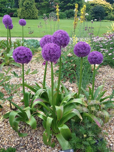 How To Grow Alliums In Your Garden Artofit