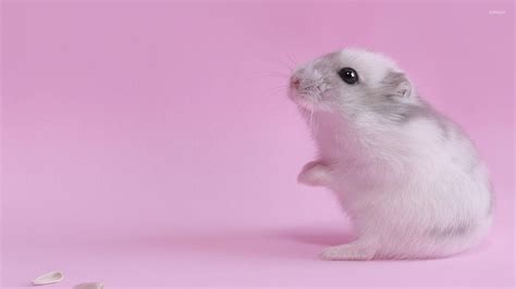 Cute Hamster Wallpaper Animal Wallpapers 29471