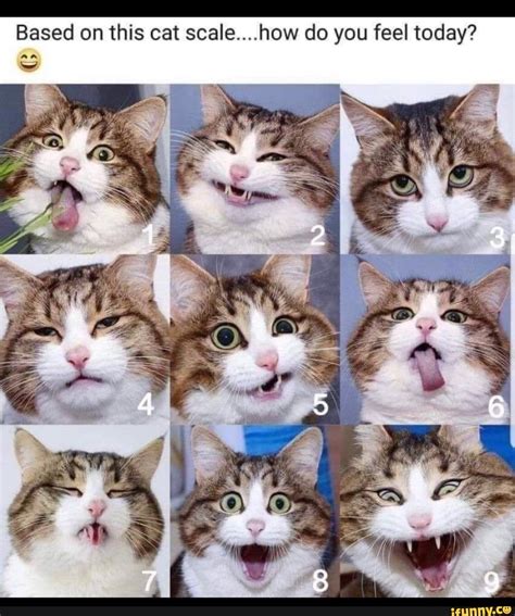 70以上 How Are You Feeling Today Cat Meme 131124 How Are You Feeling