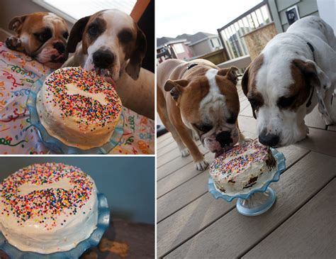 Peanut Butter Delight Doggie Birthday Cake