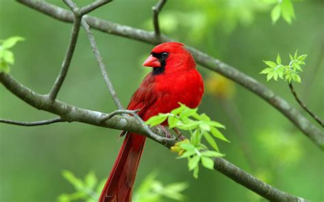 Red Sparrow Wild Birds Photography Most Beautiful Birds Beautiful Birds