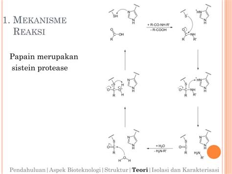 They block the function of hiv protease enzymes. PPT - PAPAIN (EC 3.4.22.2) PowerPoint Presentation - ID ...